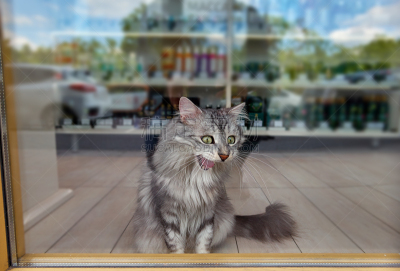 猫,奇异的,橱窗展示,城市,moscva河,正面视角,动物身体部位,商店,人的眼睛,哺乳纲