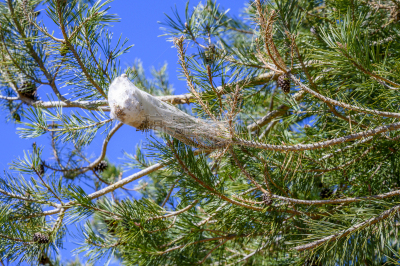 松树,西班牙,动物的巢,自然,害虫,野生动物,图像,松科,枝,无人