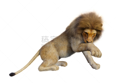 雄性动物,狮子,三维图形,绘画插图,白色,狮子座,野生动物,猫科动物,哺乳纲,动物