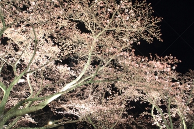 静冈县,夜晚,日本,樱桃树,伊豆半岛,樱之花,安装牛磺,花见节,浅蓝色,天空