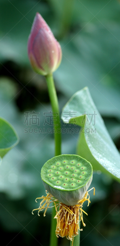 荷花,自然,垂直画幅,美,所有词汇,无人,紫色,全景,清新,粉色