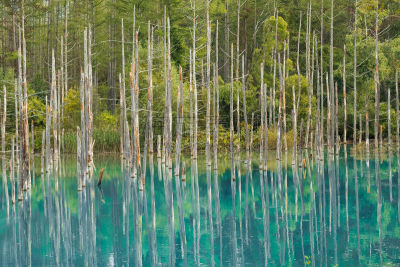 美瑛町,北海道,蓝色,日本,池塘,富良野,名声,富良野盆地,水,天空