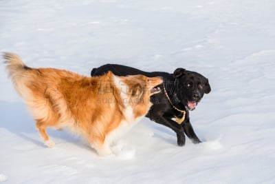雪,狗,两只动物,进行中,冬天,田地,训服,可爱的,寒冷,纯种犬