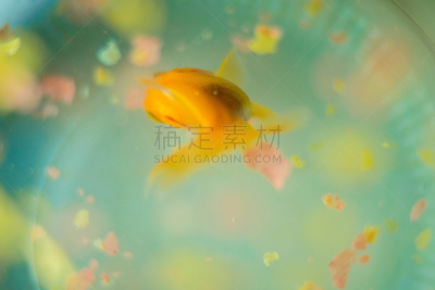 金鱼,食品,鱼食,超小号,玻璃鱼缸,鱼缸,人工饲养动物,水族馆,水,留白