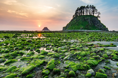阿拉佤角,奥林匹克国家公园,奥林匹克山,潮水坑,美国,国家公园,水平画幅,地形,无人,苔藓