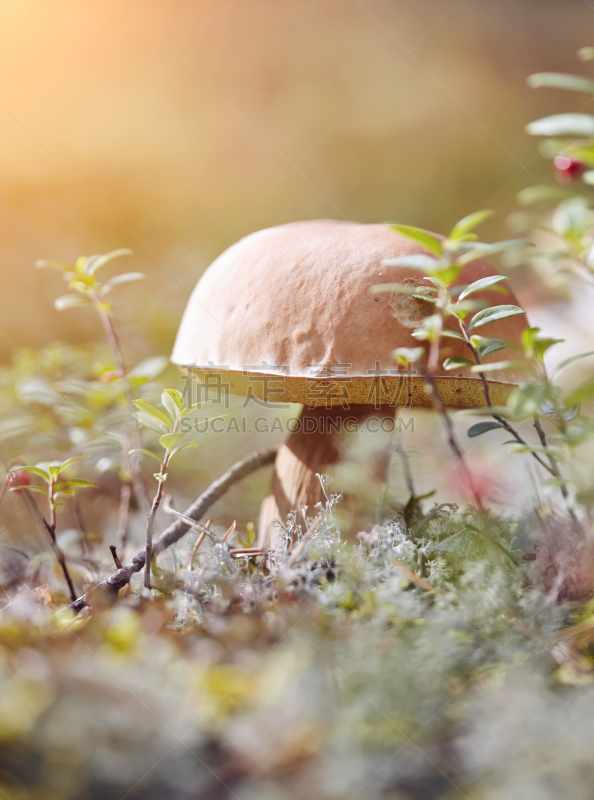 苔藓,美味牛肝菌,自然,垂直画幅,褐色,秋天,无人,有机食品,蘑菇,夏天