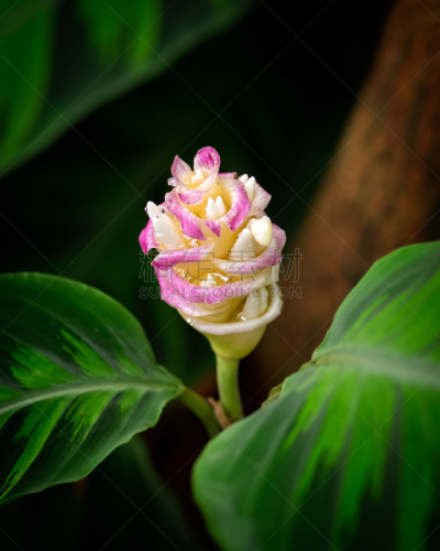 吊竹梅,自然,鲜花盛开,垂直画幅,图像,自然公园,竹芋科,美国,花头,无人
