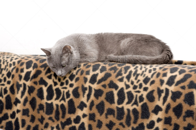 毯子,猫,格鲁曼f-14,豹纹,猫的叫声,在下面,式样,水平画幅,小的,可爱的
