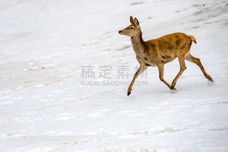 雪,鹿,自然,主题,水平画幅,户外,冰,冻结的,拉丁美洲