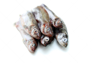 鱼类,毛鳞鱼,自然,野生动物,动物嘴,水平画幅,银色,生食,膳食,海产