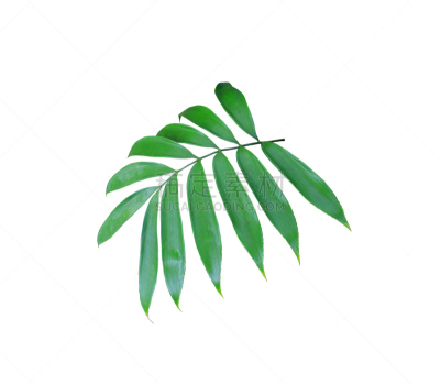 绿色,白色背景,棕榈叶,分离着色,水平画幅,柳条,椰子,夏天,棕榈树,泰国