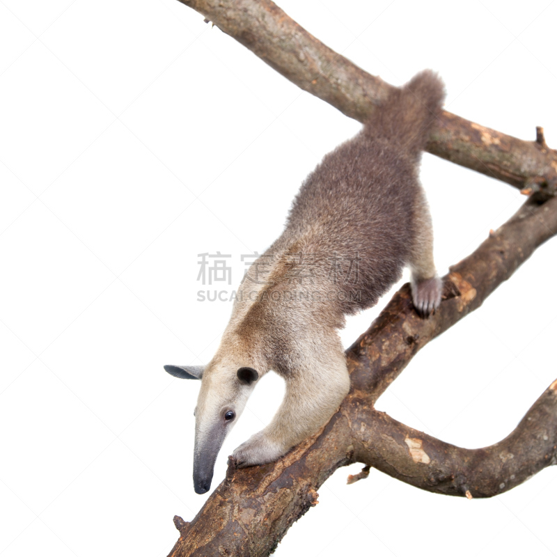 Lesser Anteater,领食蚁兽,白色,食蚁兽,后腿站立,蚂蚁,无人,动物主题,哺乳纲,闻