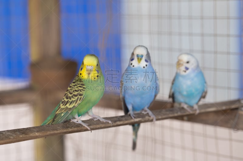 鹦鹉,笼子,自然美,parrot's beak海里康属植物,虎皮鹦鹉,长尾鹦鹉,鸟笼,金刚鹦鹉,热带植物图案,人工饲养动物