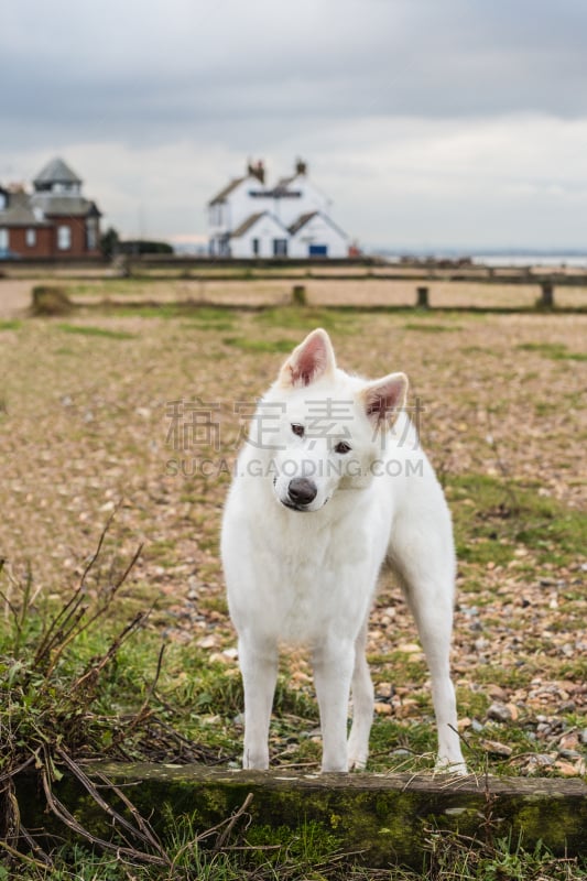 白色,狗,西伯利亚哈士奇犬,whitstable,歪着脑袋,防波堤,雪橇犬,垂直画幅,注视镜头,木制