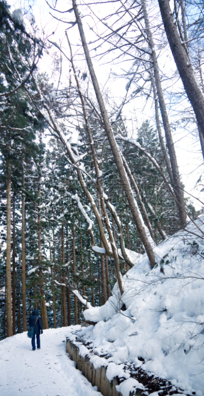 冬天,小路,森林,日本柏树,柳衫,长野县,柏树,垂直画幅,松树,雪