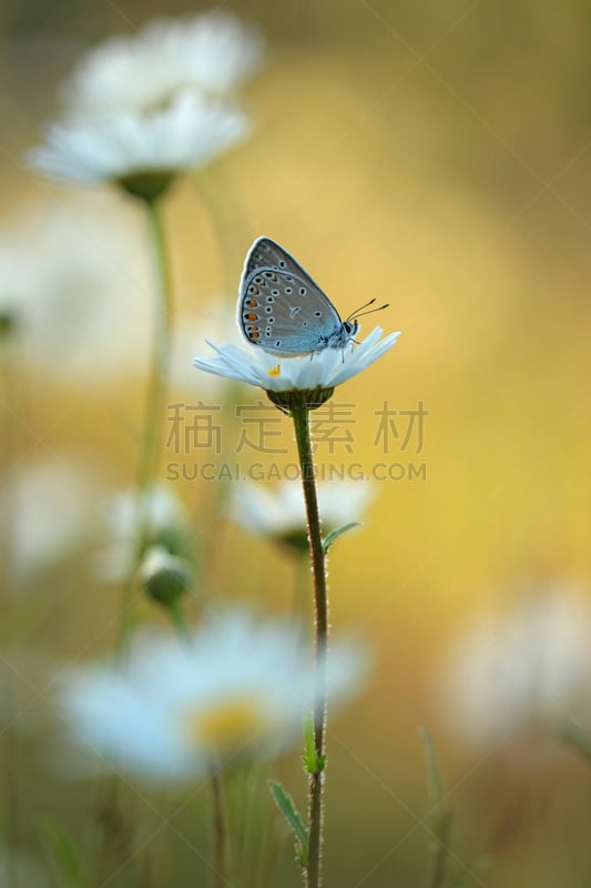 蝴蝶,色彩鲜艳,普通蓝蝴蝶,灰蝶科蝴蝶,垂直画幅,选择对焦,留白,动物身体部位,夏天,复杂