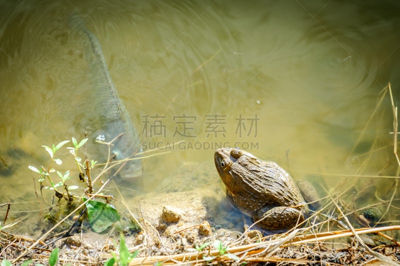 青蛙,池塘,水,褐色,水平画幅,湿,动物身体部位,户外,特写,泰国