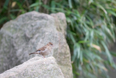 麻雀,小的,孤鸽,家麻雀,自然,领导能力,褐色,野生动物,水平画幅,鸟类
