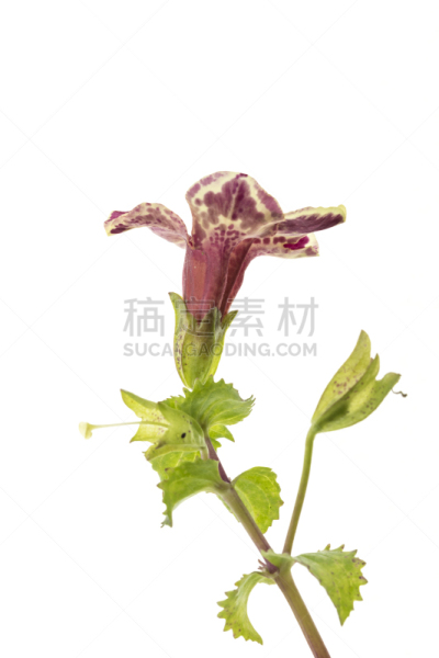 猴面花,垂直画幅,无人,多年生植物,园艺,白色背景,意大利,生活方式,花朵,花