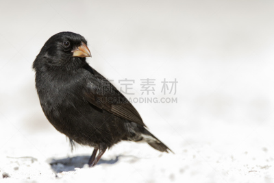 加拉帕戈斯群岛,圣克鲁斯岛,小地雀,红棕色马,美,公园,达尔文雀,水平画幅,鸟类