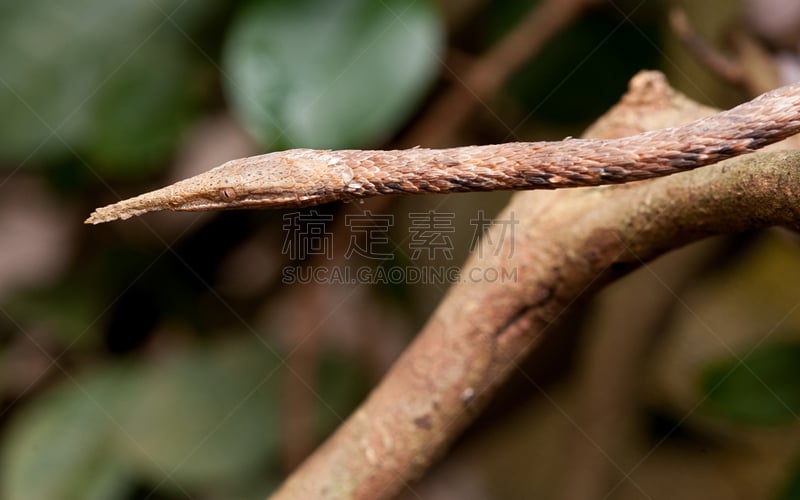 蛇,叶子,莫伦达瓦,塔那那利佛,马达加斯加大狐猴,环尾狐猴,爱探听私事的,狐猴,变色龙,马达加斯加