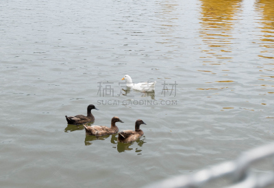 池塘,鸭子,家庭,帆背潜鸭,野鸭,水,美,留白,小鸭子,水平画幅