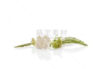 草药,西洋蓍草,水平画幅,无人,顺势医学,植物,植物学,清新,叶子,斯洛伐克