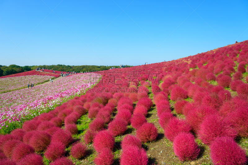 秋天,日立海滨公园,常陆那珂市,茨城县,天空,美,里山,水平画幅,旅行者,户外