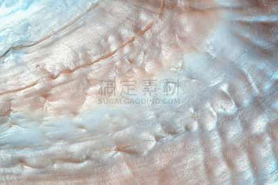 贝壳,特写,纹理,华贵,珠母,背景,美,褐色,新的,水平画幅