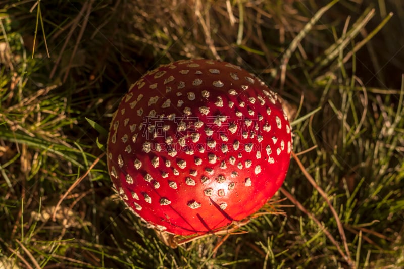 Setas de otoño en su habitat natural. Boletus Edulis, Amanita Muscaria, Panaleolus. Bosque en España, Europa.