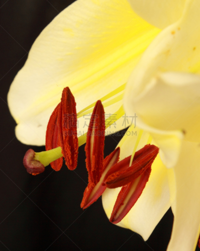 百合花,白色,特写,占星百合,自然,垂直画幅,美,雄蕊,无人,仅一朵花