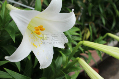湿,雨,复活节百合,水,美,水平画幅,绿色,雄蕊,长颈族,户外