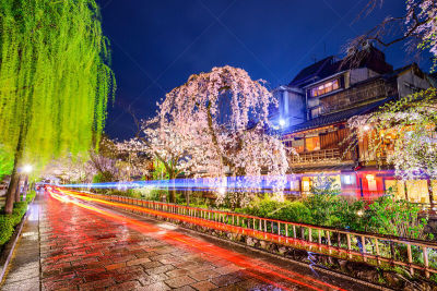 京都市,祗园,日本,垂柳,江户时代,花见节,光轨,水平画幅,樱花,夜晚