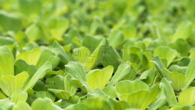 自然,绿色,水浮莲,叶子,背景,特写,水,叶绿素,水平画幅,枝繁叶茂