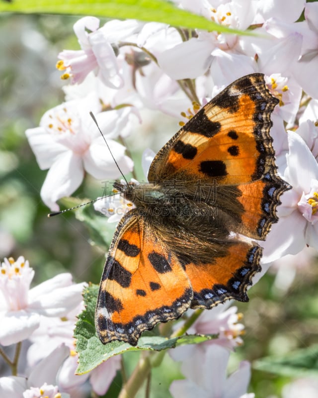 colorful tortoiseshell