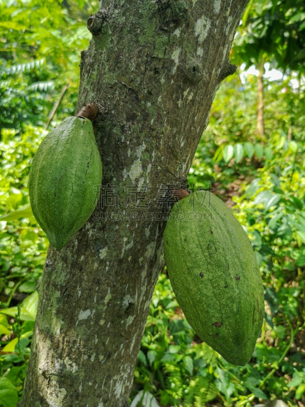 可可树,水果,梧桐科植物,自然,豆荚,农业,可可豆,清新,自然界的状态,热带气候