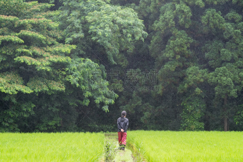 稻田,女人,联合收割机,碳水化合物,里山,水平画幅,工作场所,生食,步行,检查