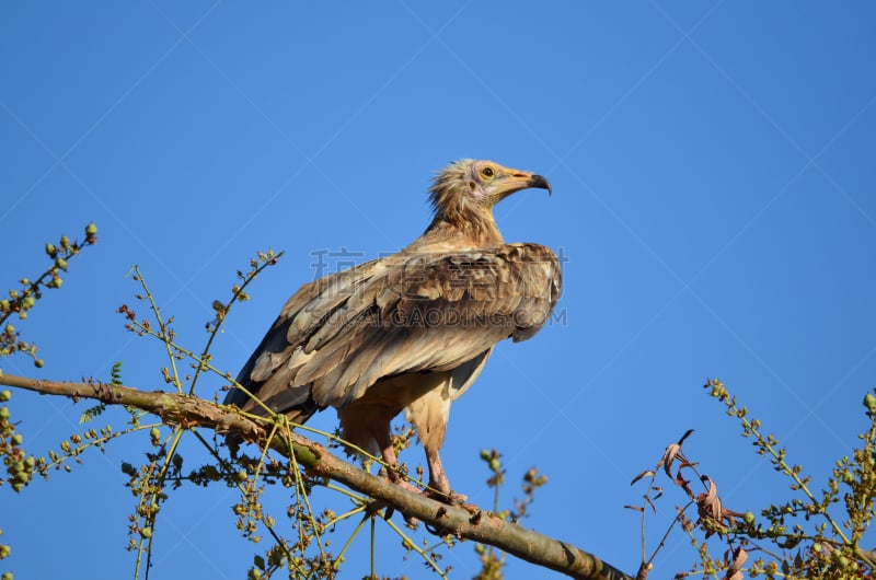 egyptian vulture,支流,索科特拉岛,也门,自然,主题,水平画幅,蓝色,鸟类,秃鹰