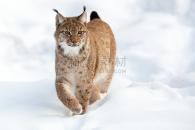 雪,欧亚山猫,注视镜头,欧洲,白色背景,肖像,冬天,图像,猫科动物,一只动物