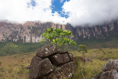 罗赖马山,平顶山区,平顶山,canaima,罗赖马州,委内瑞拉,南美,水平画幅,无人,户外