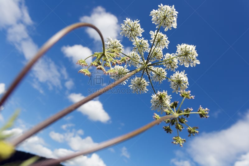 queen annes lace,峨参,野胡萝卜花,自然,水平画幅,无人,蓝色,户外,野生植物,特写