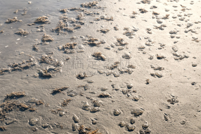 栉水母,水母,海滩,墨西哥湾,德克萨斯,大群动物,海岸线,深的,自然,梳子