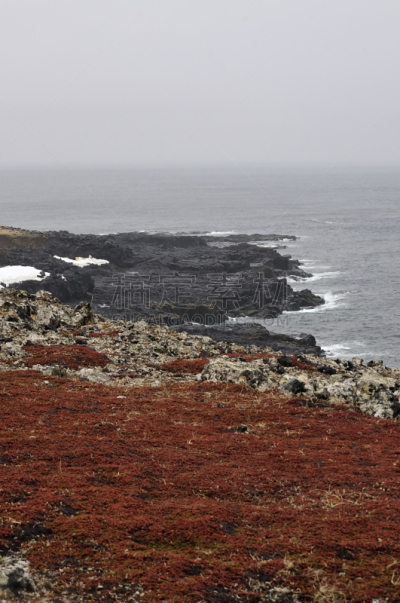熔岩,海滩,圣保罗海岛,普里比洛夫群岛,自然,垂直画幅,水,留白,水果,无人