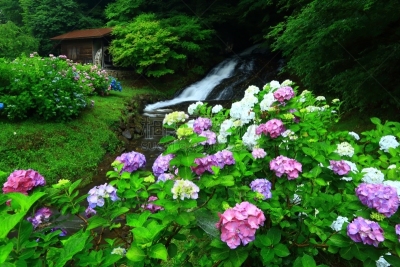 岩手县,水磨,八仙花属,水,水平画幅,瀑布,无人,夏天,户外,植物