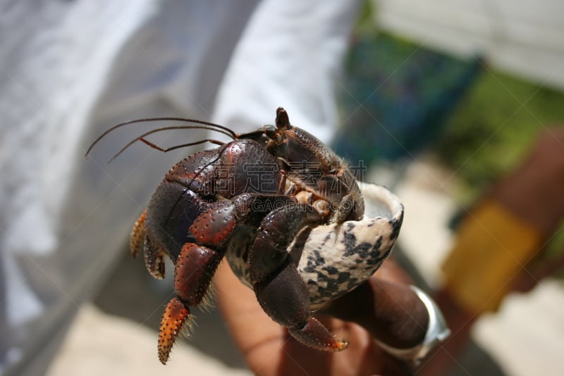 寄生蟹,加勒比海地区,螃蟹,陆地寄生蟹,水平画幅,西印度群岛,陆地蟹,贝壳,安提瓜,摄影