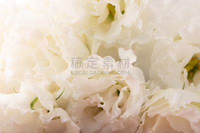 洋桔梗,纯净,葬礼,图像,桔梗花,无人,花束,重瓣花,植物,背景