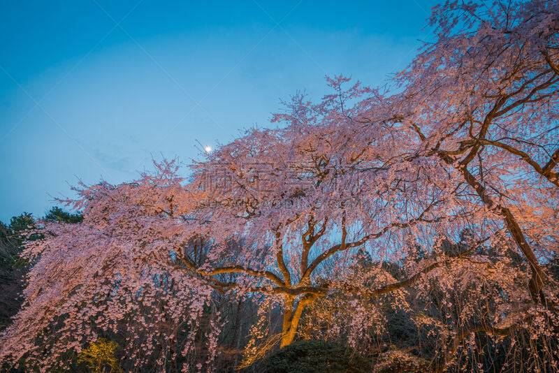 巨大的,日本,春天,垂枝樱花,花见节,水,天空,禅宗,里山,水平画幅