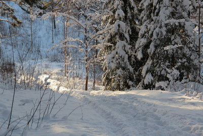 雪,冬天,小路,日光,森林,白昼,水平画幅,山,无人,阴影