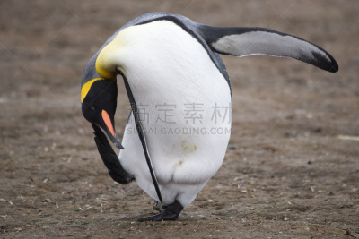 帝企鹅,索尔兹伯里平原,南乔治亚岛,水,天空,沙子,雪,企鹅,动物身体部位,夏天
