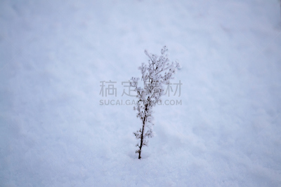 霜,枝,美,水平画幅,雪,无人,圣诞树,户外,自然公园